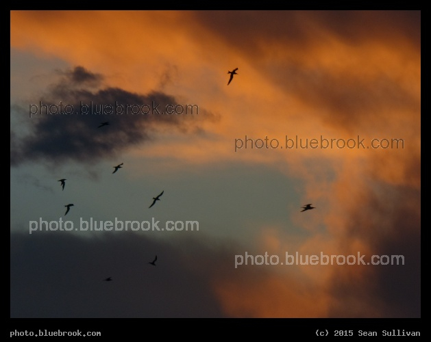 Flight at Sunset - Sunset, Sarasota FL