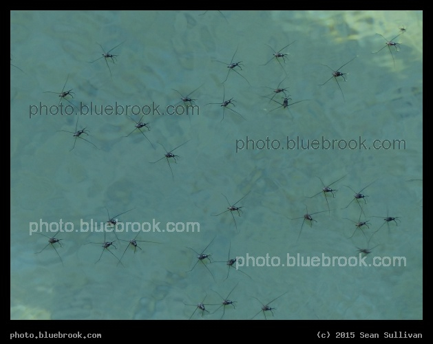 Water Striders - Weeki Wachee Springs, FL