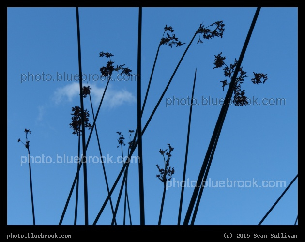 Silhouette at Orange Lake - Orange Lake, New Port Richey FL