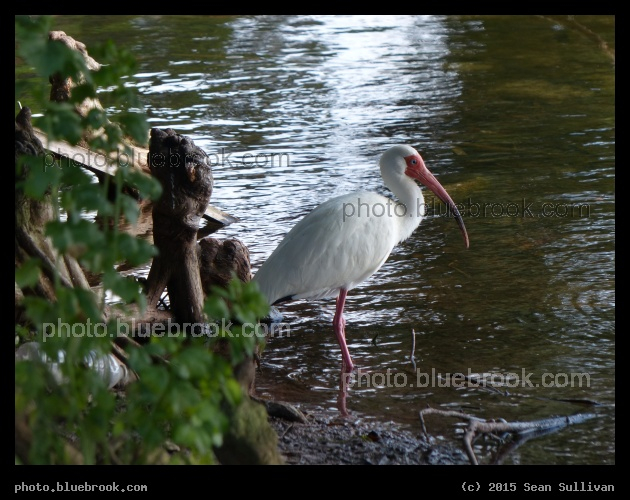 Ibis at Waters Edge - Orange Lake, New Port Richey FL