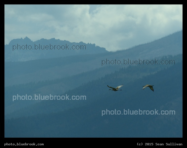 Mountain Flight - Lee Metcalf National Wildlife Refuge, Stevensville MT