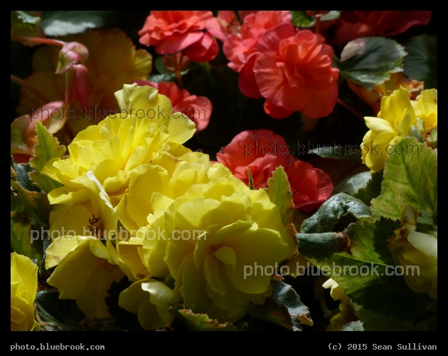 Begonias - Noonan Park, Alexandria MN