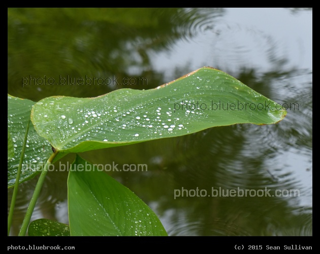 Droplets and Ripples - Fakahatchee Strand Preserve State Park, near Copeland FL