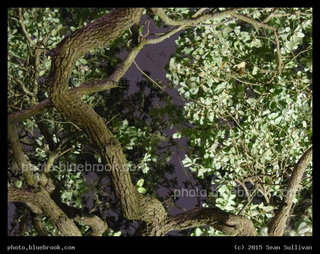 Canopy at Night - South Carolina