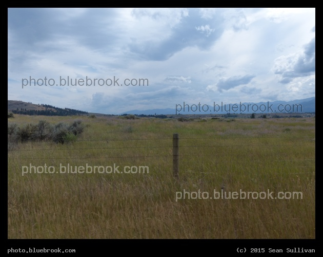 Summer Grasslands - Stevensville MT