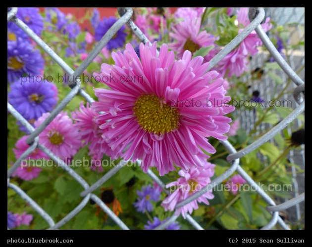 Peeking Through - Somerville MA