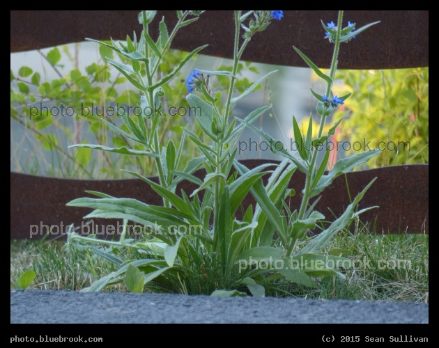 Flowers from the Ground - Spokane WA
