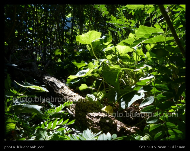 Within the Garden - Somerville MA