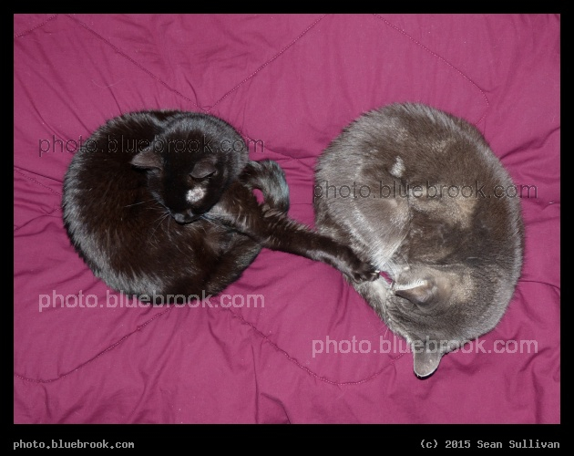 Paws Outreach - Zubi and Fern, Crookston MN