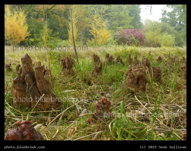 Gnomes - Sans Souci, Potsdam, Germany