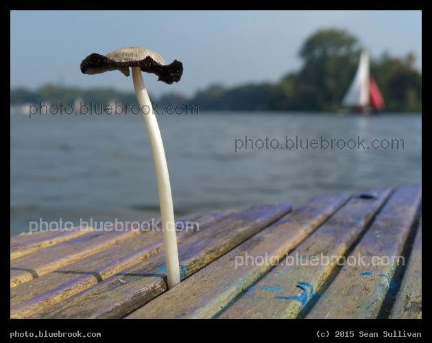 Sails Up - Munstersche Aa, Munster Germany