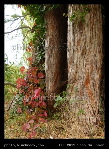 Garlands of Red - Sans Souci, Potsdam Germany