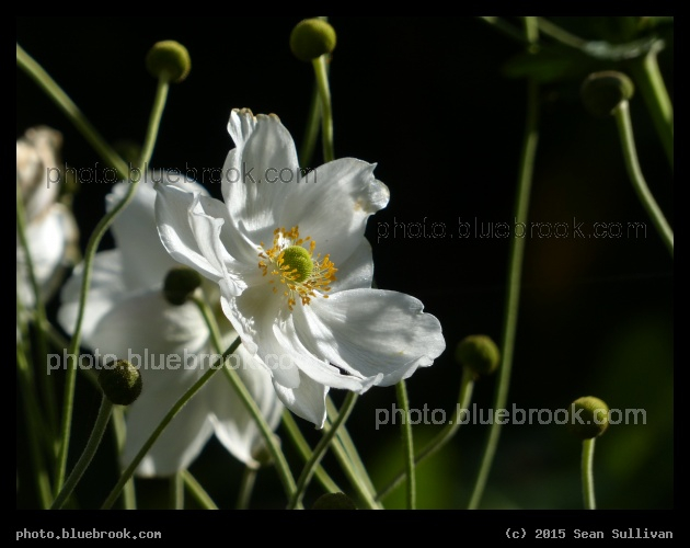 Botanical Beauty - Garden of the Museum Van Loon, Amsterdam Netherlands