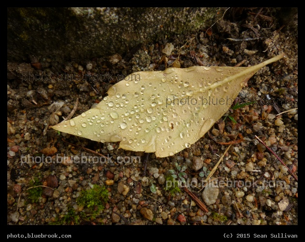 Leaf in an Autumn Shower - Sans Souci gardens, Potsdam Germany