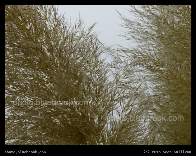 Grasses in the Mist - Sans Souci gardens, Potsdam Germany