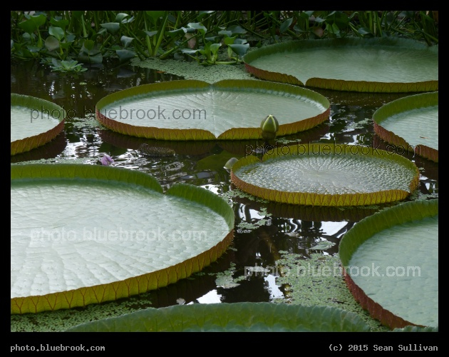 Giant Lilypads - Hortus Botanicus Leiden in Leiden, Netherlands
