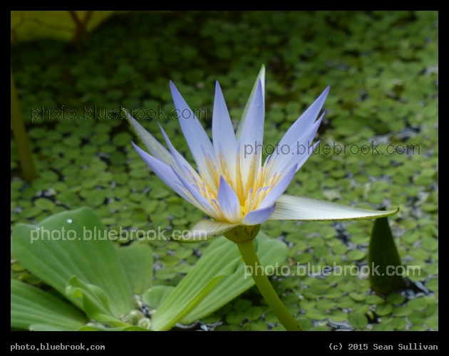 Purple Rays - Hortus Botanicus Leiden in Leiden, Netherlands