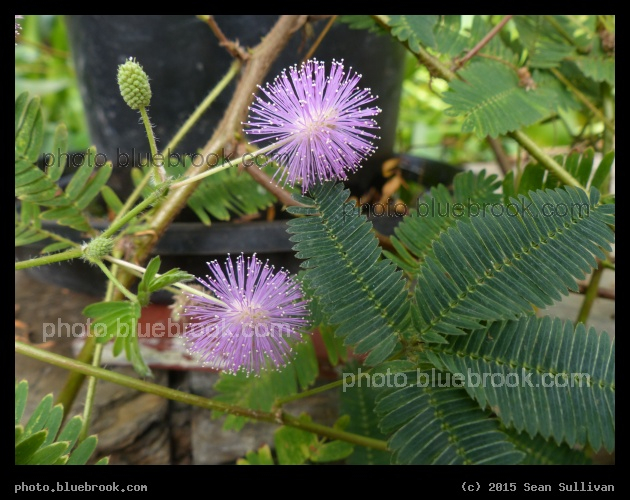 Mimosa pudica - Sensitive plant, Hortus Botanicus Leiden in Leiden, Netherlands