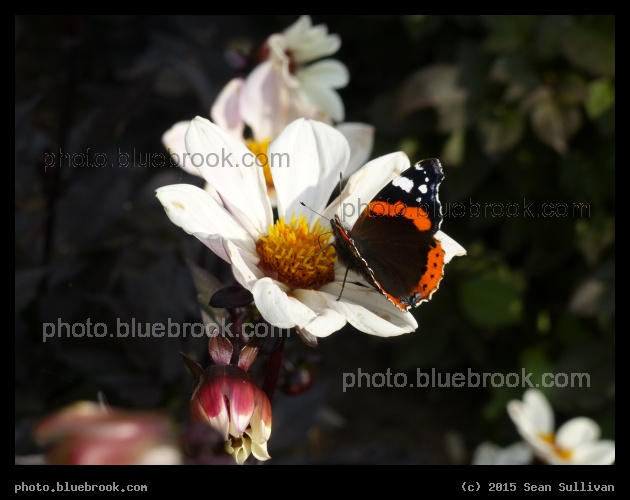 Butterfly Landing - Hortus Botanicus Leiden in Leiden, Netherlands