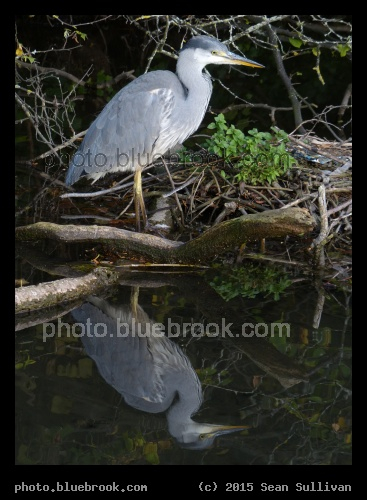 Heron Reflection - St Albans, England