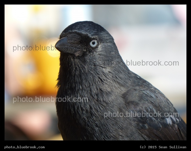 Crow at the Cafe - Opportunist beside a cafe, Leiden Netherlands