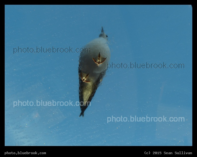 Bird Feet - On the roof of a cafe at Schiphol Airport, Netherlands