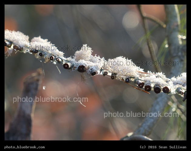 Tiny Bridge - Art found in the woods at Pine Banks park, Malden/Melrose MA