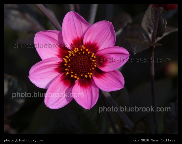 Pink Petals - Hortus Botanicus Leiden in Leiden, Netherlands
