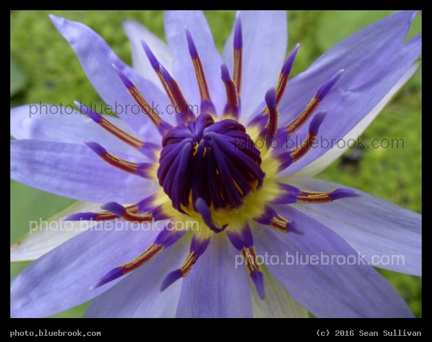 Purple Core - Hortus Botanicus Leiden in Leiden, Netherlands