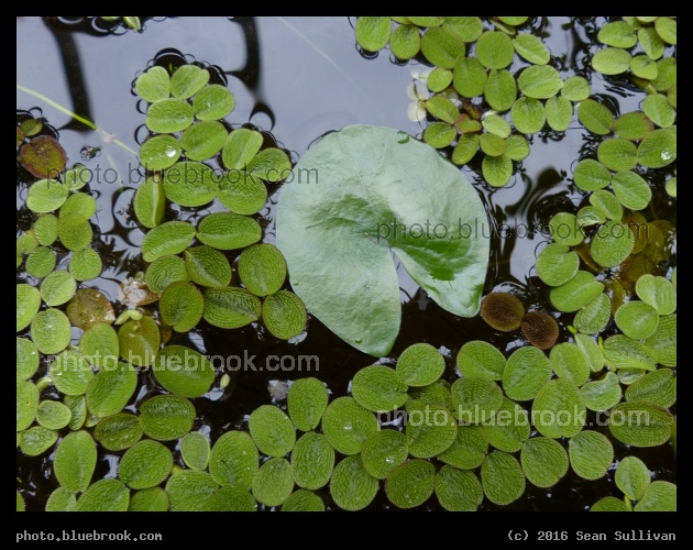 Duckweed and Water - Hortus Botanicus Leiden in Leiden, Netherlands