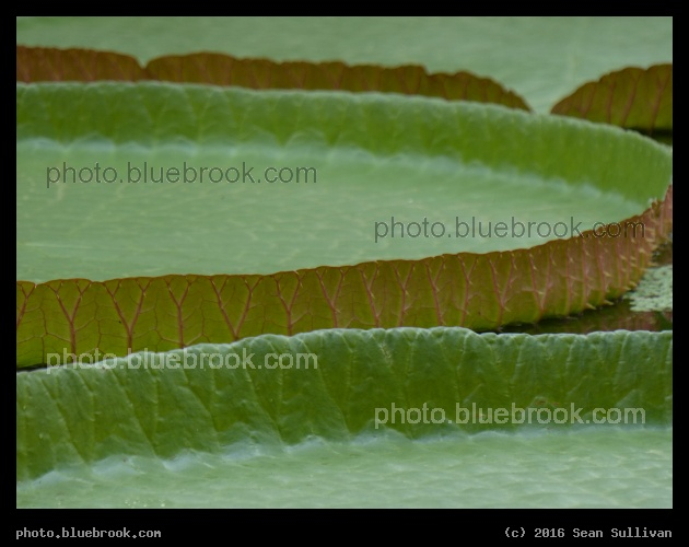 Lilypad Trays - Hortus Botanicus Leiden in Leiden, Netherlands