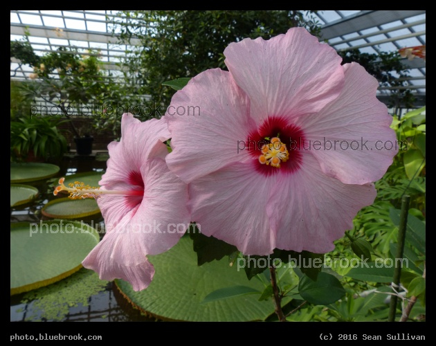 Hibiscus Flowers - Hortus Botanicus Leiden in Leiden, Netherlands