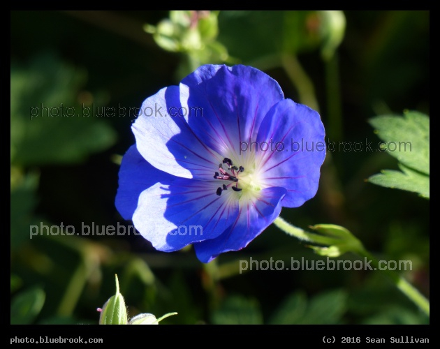 Blue in the Sunlight - Garden of the Museum Van Loon, Amsterdam Netherlands