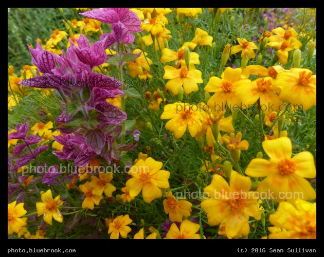 Magenta and Yellow - Sans Souci gardens, Potsdam Germany