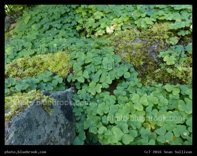 Waves of Clover - Hortus Botanicus Leiden in Leiden, Netherlands