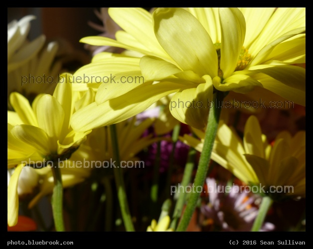 Through the Stems - Somerville MA