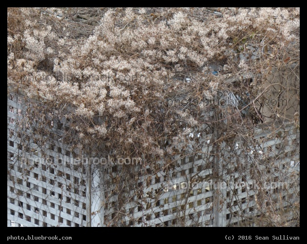 Rooftop Garden in Winter - Midtown, New York City, NY