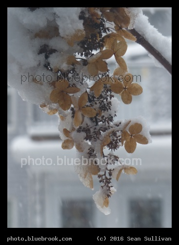 Snow on Petals - Somerville MA
