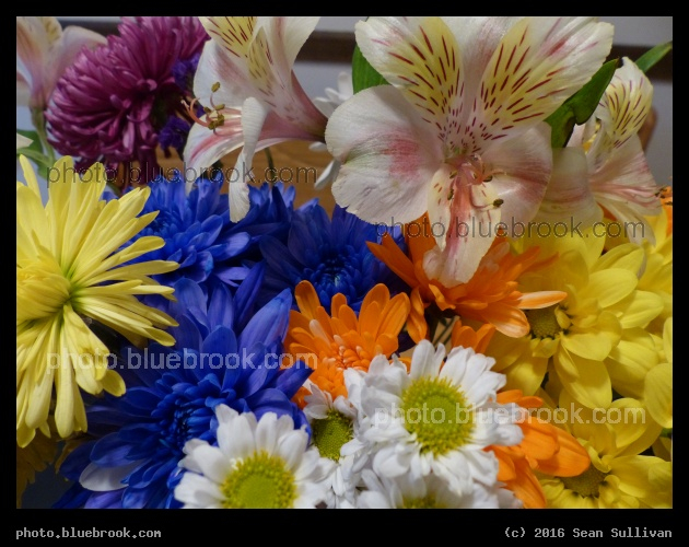 Colorful Batch - Somerville MA