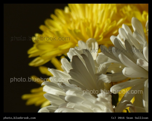 White and Yellow Profile - Somerville MA