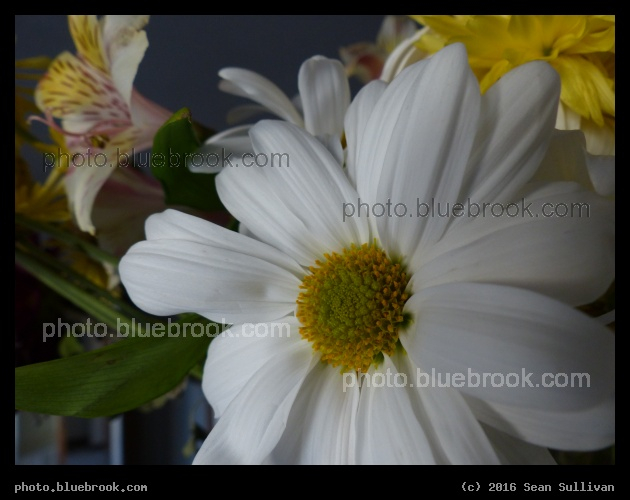 Near the Daisy - Somerville MA