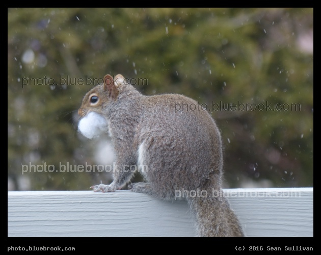 Gathering Stuffing - Squirrel with chair stuffing material, Newton MA