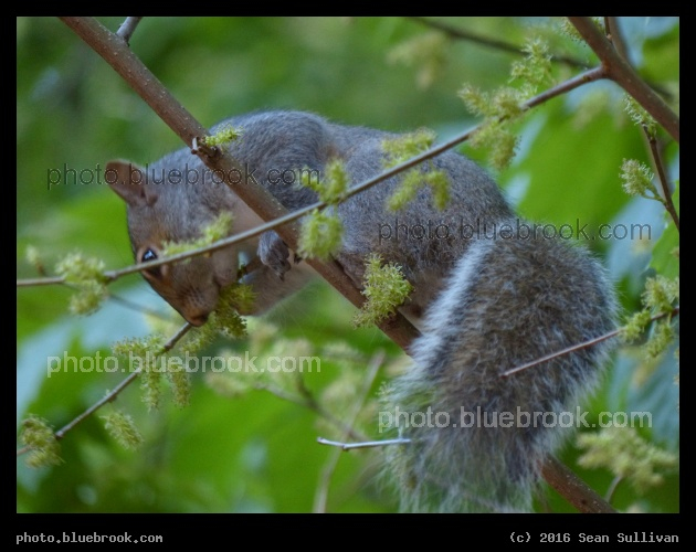 Spring Squirrel - Brookline MA