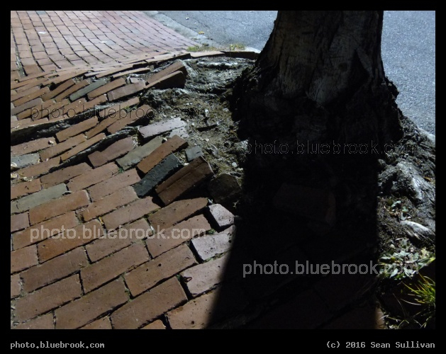 Arboreal Uplift - Cambridge MA
