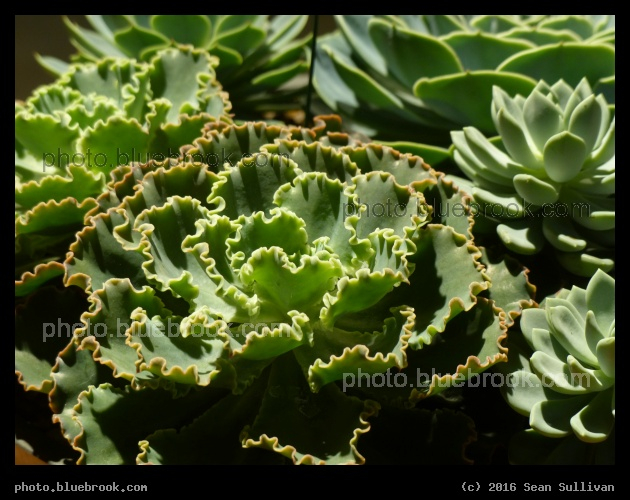 Succulent Landscape - Boston Flower and Garden Show 2016