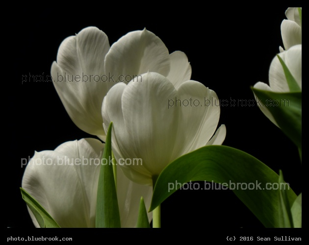 Contrast - Boston Flower and Garden Show 2016