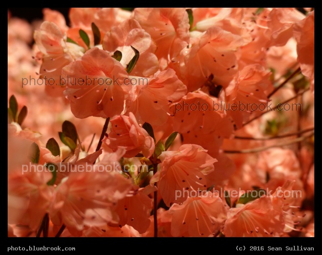 Blossoms in Orange - Boston Flower and Garden Show 2016