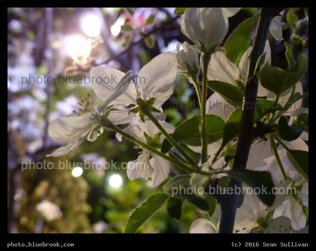 Blossoms Catch the Light - Boston Flower and Garden Show 2016