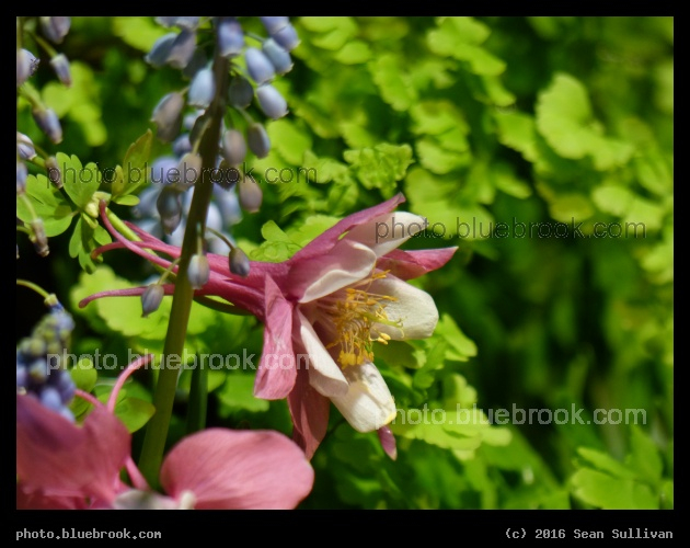 Columbine - Boston Flower and Garden Show 2016