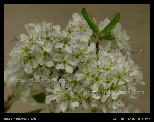 Detail of a Cherry Bonsai - Boston Flower and Garden Show 2016